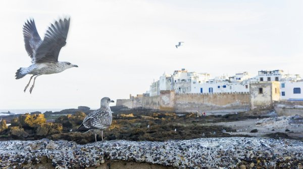 Essaouira : une destination riche en culture et découvertes
