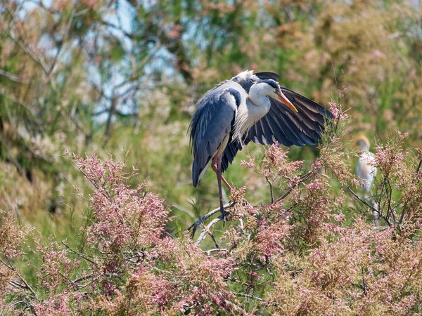 camping et observation des oiseaux migrateurs : les réserves ornithologiques à découvrir